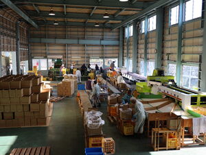 にんじん選果作業